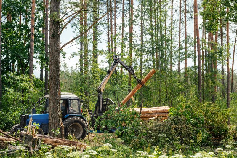 Forestry Mulcher Service Cost — Cost of Forestry Mulcher Service
